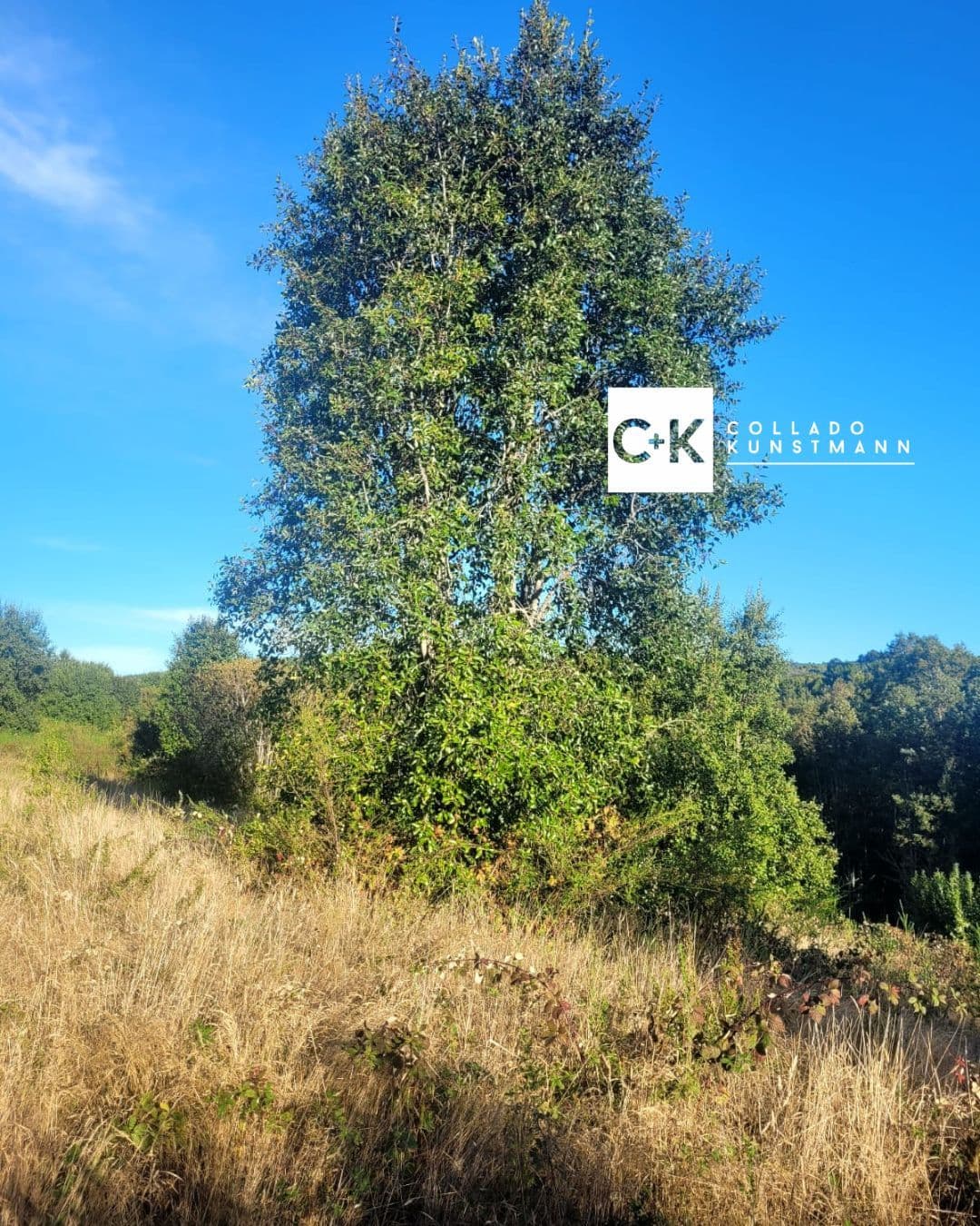 Terreno en venta sector Rebellin, Valdivia - Imagen 3